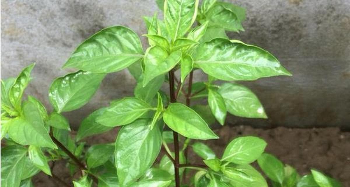 九层塔的种植方法与时间（打造香气浓郁、口感鲜美的九层塔菜肴）