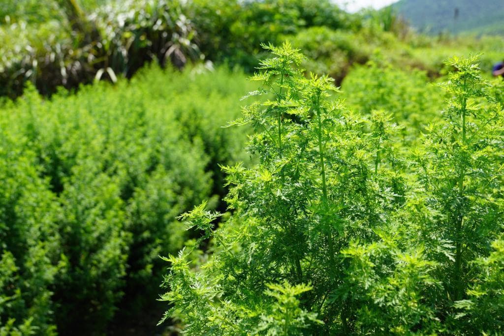 中国故事｜一叶青蒿连中非