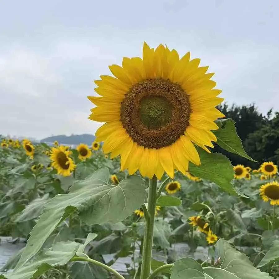 自贡方特恐龙王国一日游：一家五口2000元内玩转全攻略
