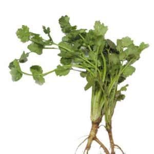 全草类中药材——芫荽