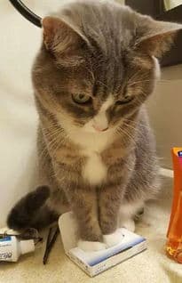 猫咪眼睛的秘密：从瞳孔到眼神交流的全方位解读
