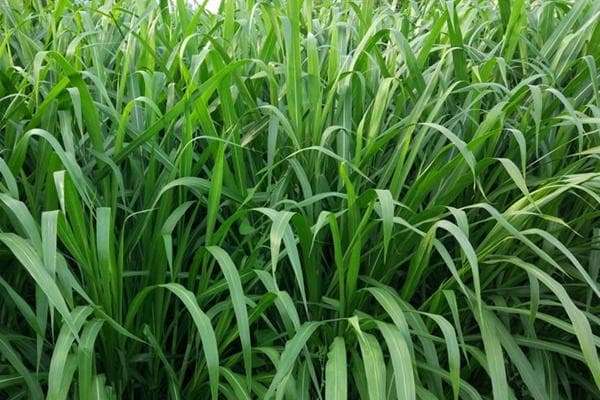 牧草界的“十杰”：高产营养双优的十大品种