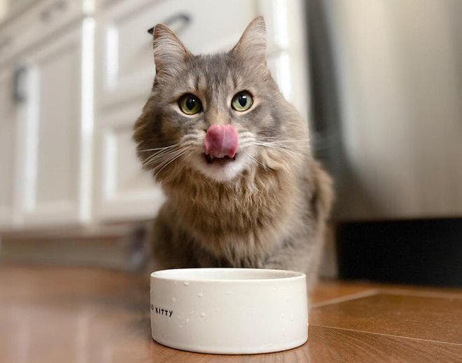 健康为前提，猫咪必喂的东西有哪些