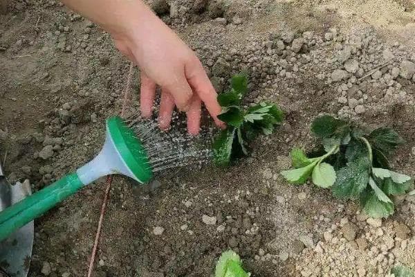 草莓移栽后的浇水方法，移栽之后可以先浇一次定根水