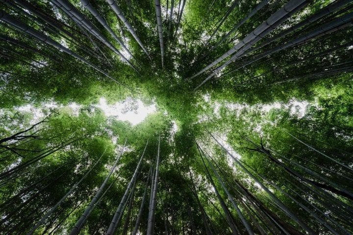 蜘蛛乘电流飞行
