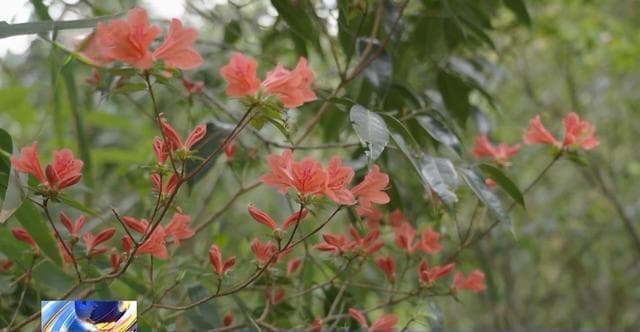 快来看 花开了！我国野生杜鹃分布现状一览