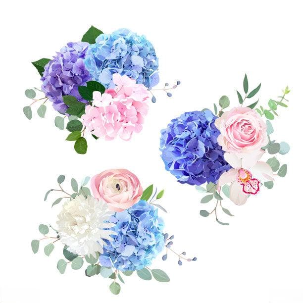 绣球花图片精选：从蓝色到粉色的视觉盛宴