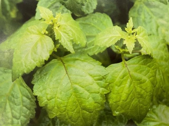 芳疗知多少 | 精油界的“女儿红”，芳香化湿必备——广藿香