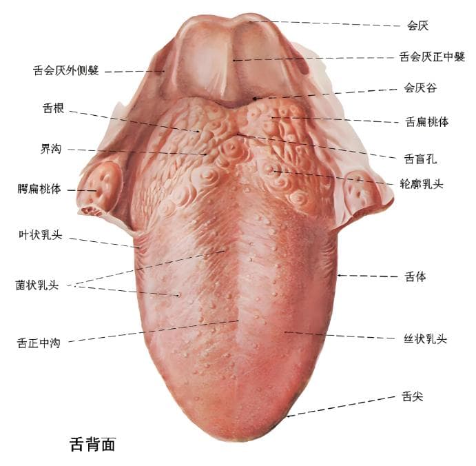 口腔科医生：为什么建议你刷舌苔？