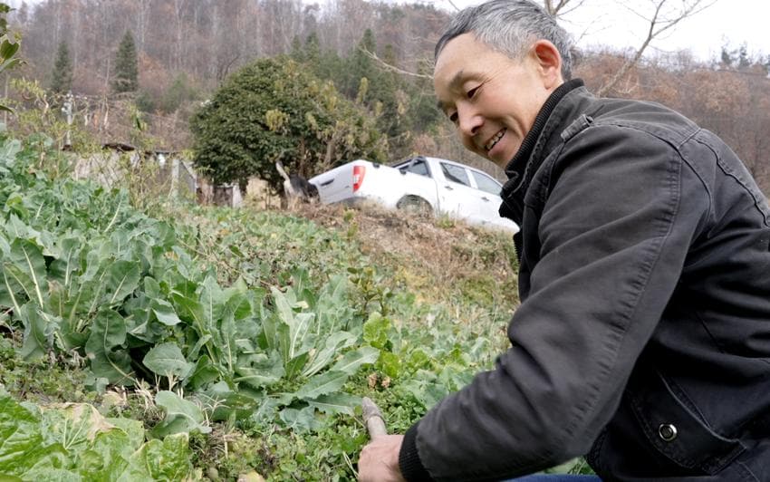 保康：高山"零抗"跑山猪 "拱"出致富"新赛道"
