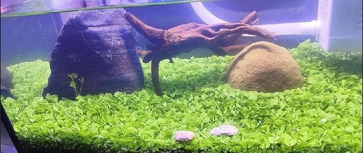 鱼缸清洁大作战！轻松搞定水族箱卫生
