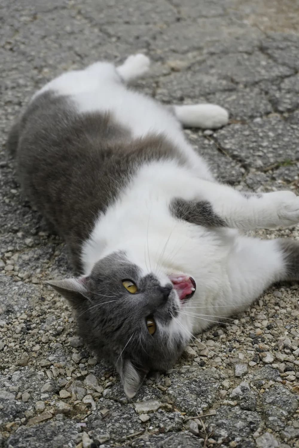 给你的灰白相间猫咪取个网红名！