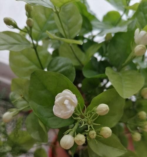 茉莉花的象征意义：跨越东西方的文化之美
