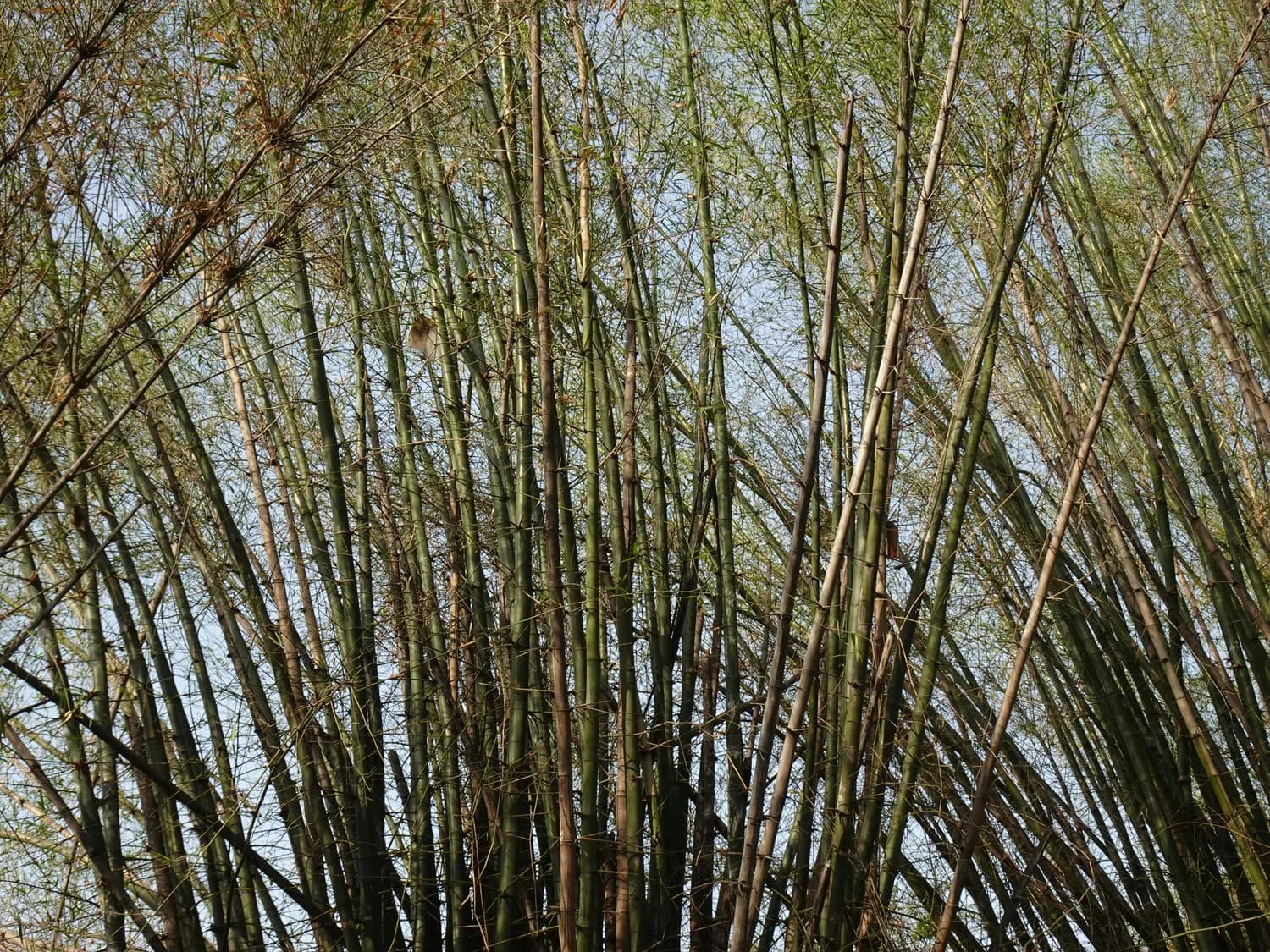 从鲜竹叶到苏打水：尿酸高患者的饮品完全指南