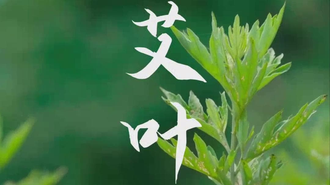 健康养生 | 巧用艾叶，防疫强身