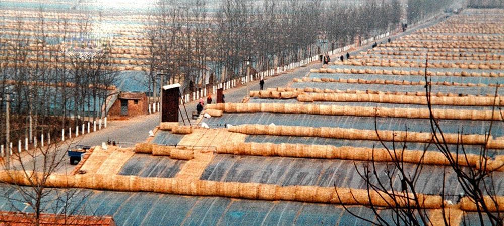买全国、卖全国！寿光打造全国最大蔬菜集散地