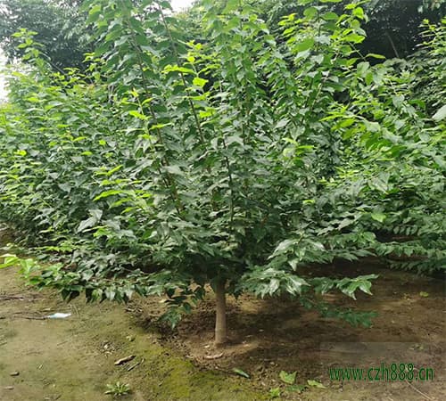 腊梅食叶害虫如何防治？ 腊梅食叶害虫的防治办