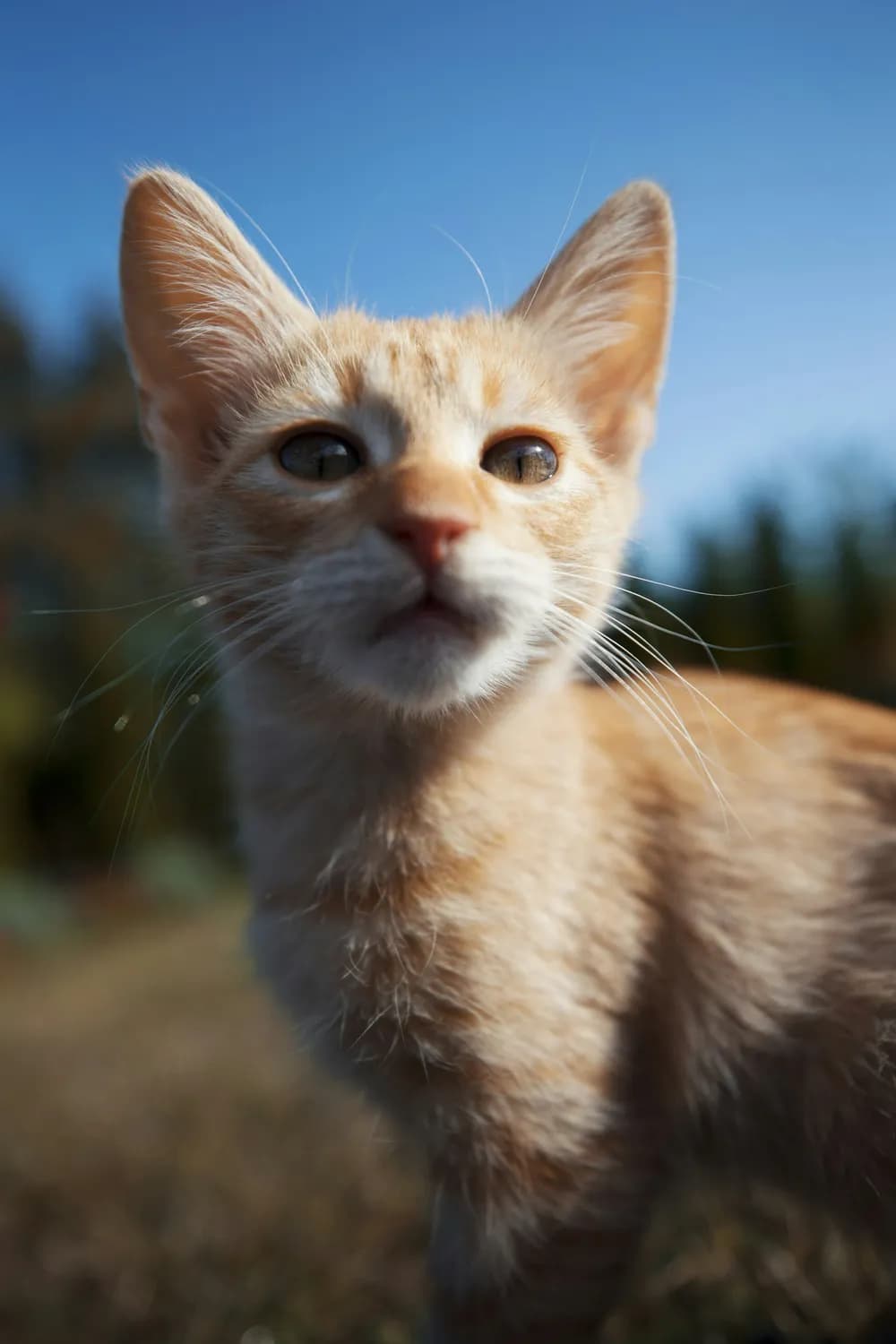 3D小猫模型设计：萌宠来袭！