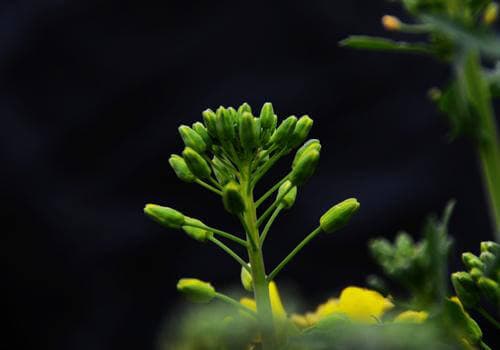 油菜可以生吃吗？油菜生吃好还是熟吃好？