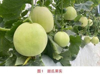 薄皮甜瓜高效栽培技术探讨