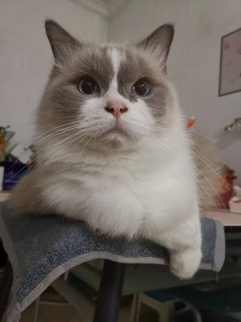 布偶猫：优雅的外表与温柔的内心