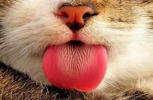 每天舔舔舔，猫猫是怎么处理那么多吃下去的毛毛？处理不完怎么办？