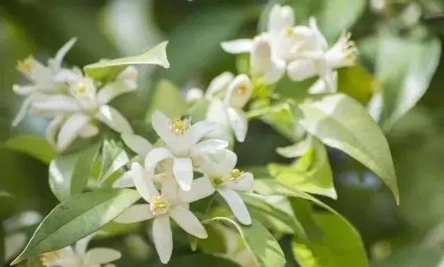 果园花少果少的原因分析与壮花保果措施