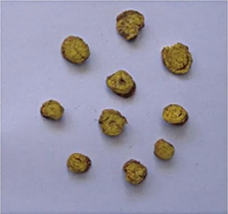 硫磺熏蒸对黄芩饮片化学成分含量影响的实验研究