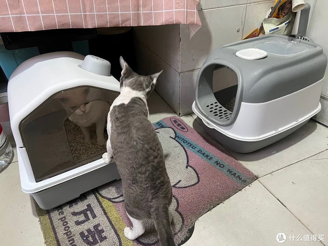 铲屎官必知！优质猫砂盆全解析
