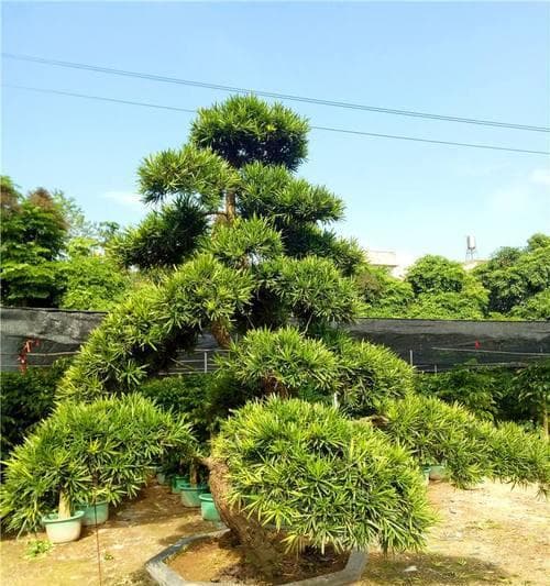 罗汉松究竟是什么植物（探究罗汉松的分类和特点）