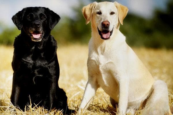拉布拉多猎犬：聪明忠诚的寻回犬