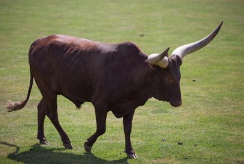 牛年是哪年？详解牛年年份、性格特点与运势