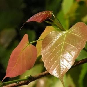 解构《哪吒2》中的隐喻元素