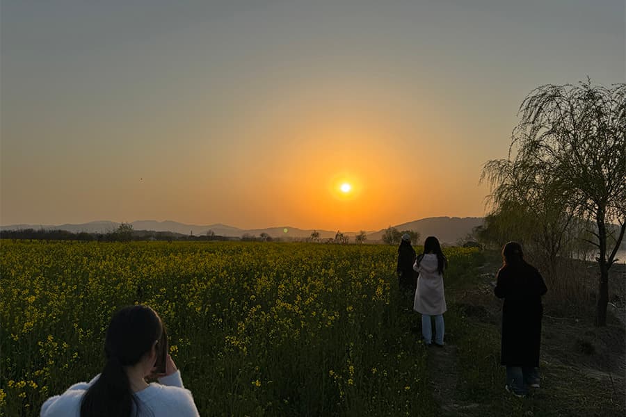 春日漫游苏州三山岛：油菜花海邂逅地道农家乐