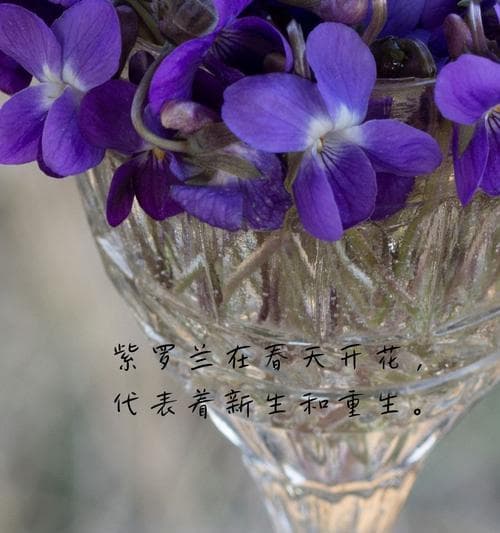 哪种花的花语寓意希望？