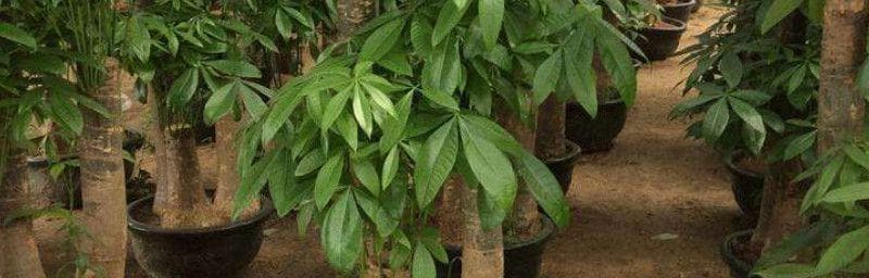 如何正确地为富贵树施肥（选择适宜的肥料）