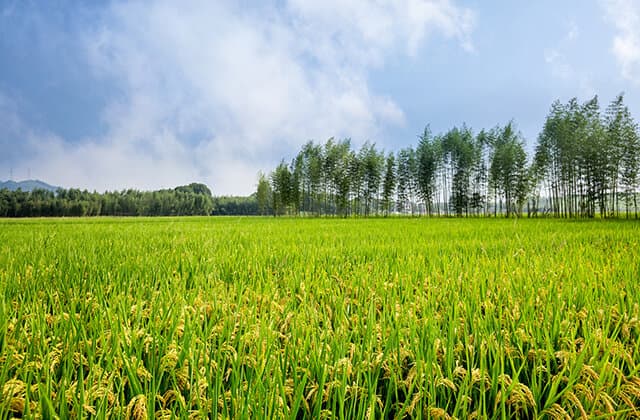 光伏农业：前景、意义与应用