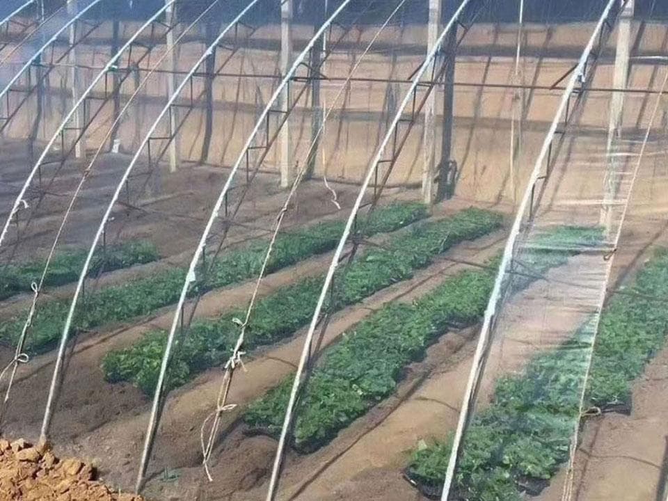 大棚膜的选购与使用注意事项