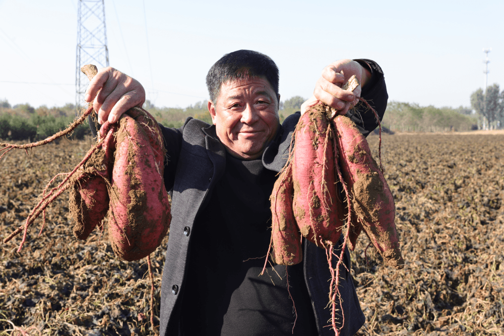 河北定兴：多元种植开新路 助农增收共致富