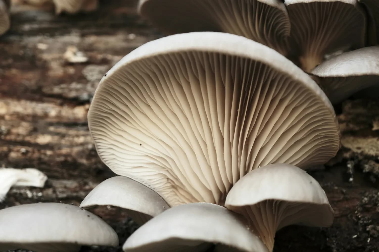 黑木耳与血糖控制：科学解读与实用指南