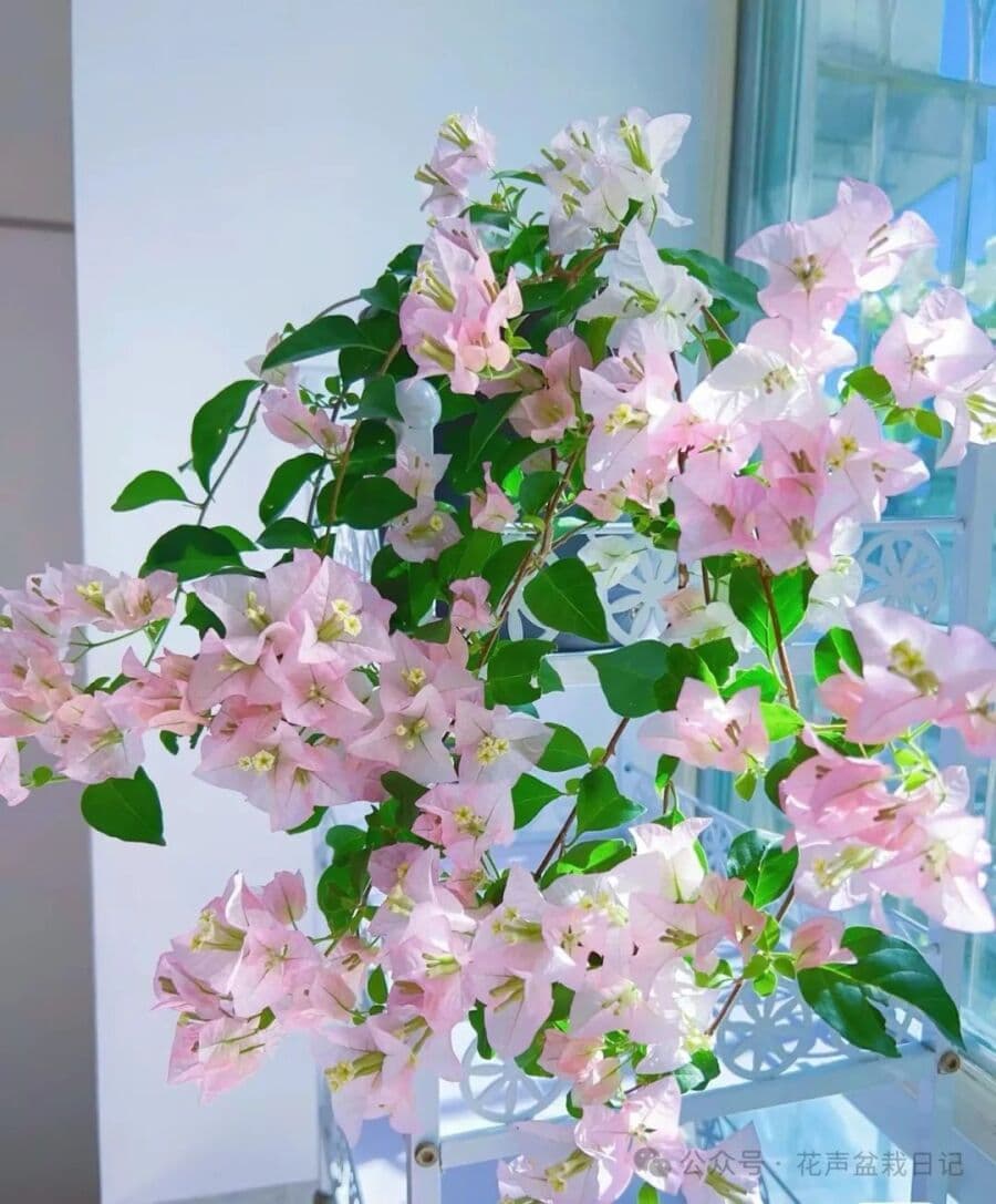 三角梅界的“仙女”，美丽又仙气，每年绽放多次，深受花友追捧