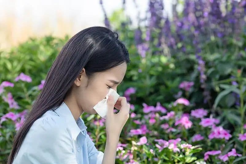 春季花粉过敏高发 专家建议感冒药和抗过敏药不要一起吃