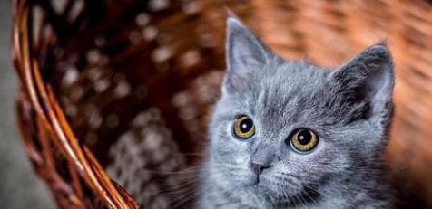猫咪早上叫唤的原因是什么？如何安抚早晨的喵星人？