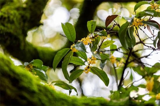 【美好生活在云南】云南的花花世界：当桂花开在云南，也变“滇”了？