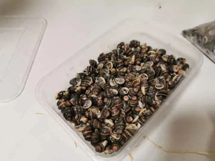 一颗就可能致命！这种螺千万不能吃
