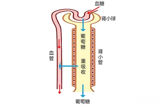 达格列净、恩格列净、卡格列净、艾托格列净和恒格列净之间的区别