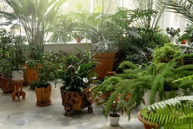 十大净化空气植物排名：自然的空气净化器