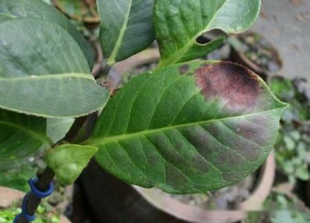 茶花叶子发黑长黑斑怎么办？叶斑病和烟煤病的防治方法