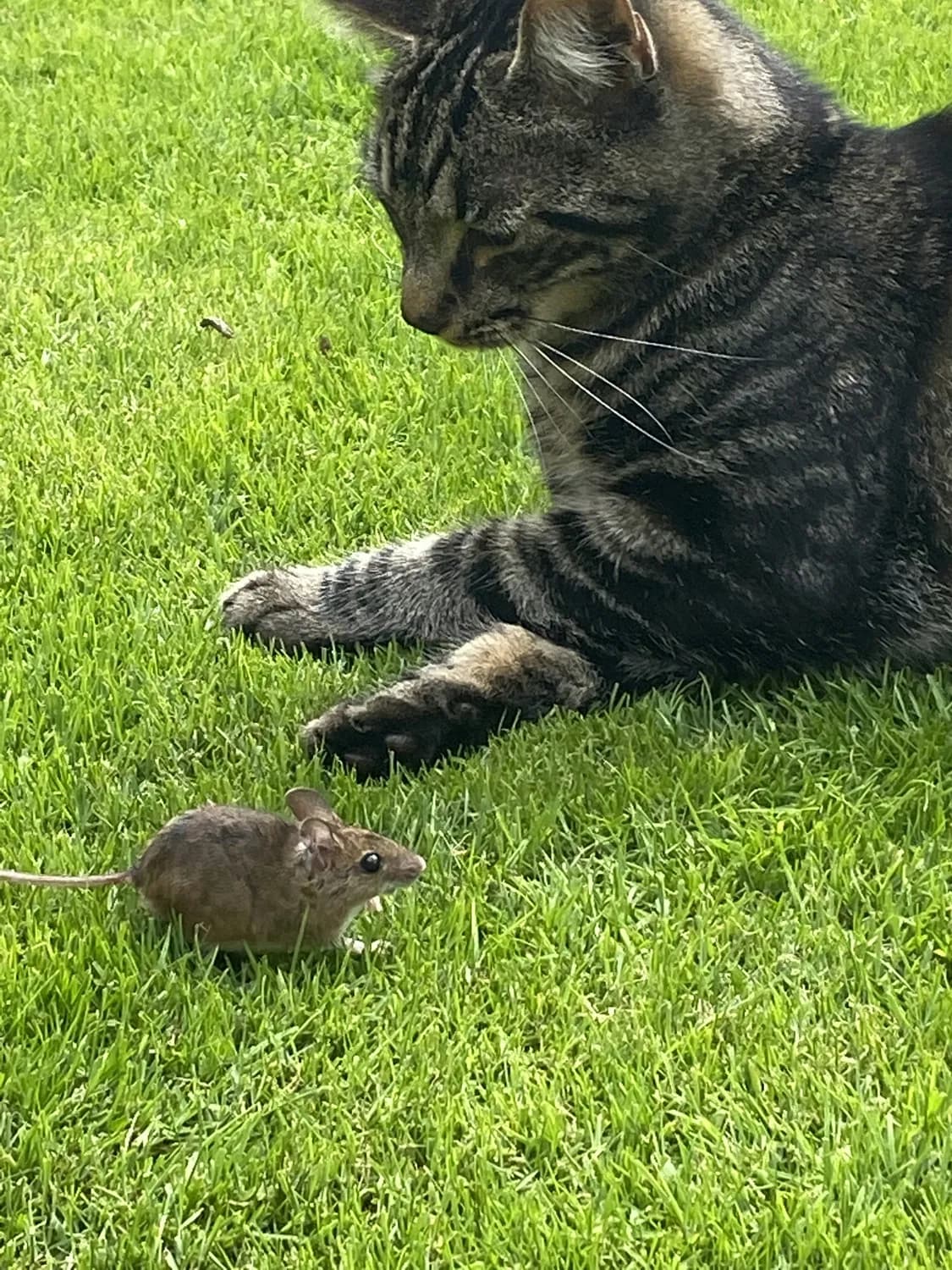 猫咪捕鼠竟是为了牛磺酸？