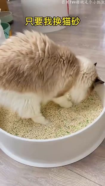 猫咪选猫砂，换砂需谨慎